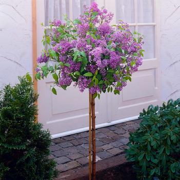 Lilac-Tree Bloomerang - G7