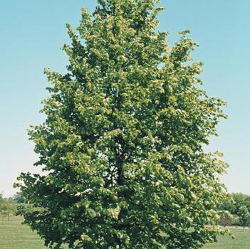 Linden-Greenspire - G7