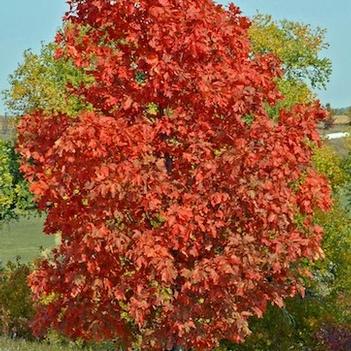 Maple-Fall Fiesta Sugar - 2"