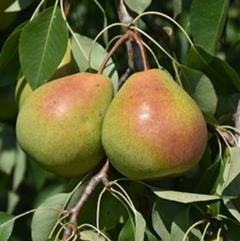 Juicy Jewel Asian Pear Tree 5 Gallon