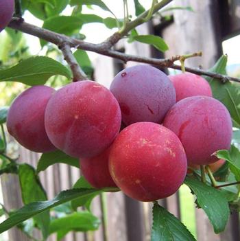 Toka Plum Tree 5 Gallon