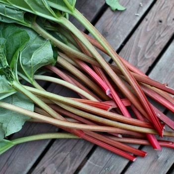 Canadian Red Rhubarb 5 1/2" Square Pot