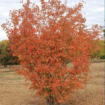Serviceberry-Autumn Bril - 5-6'