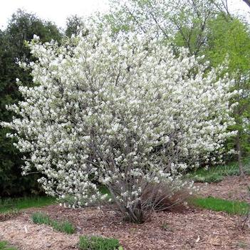 Serviceberry-Regent - G5