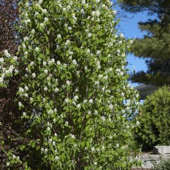 Serviceberry-Std. Ovation - G5