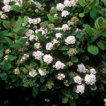 Spirea-Tor Birchleaf - G2