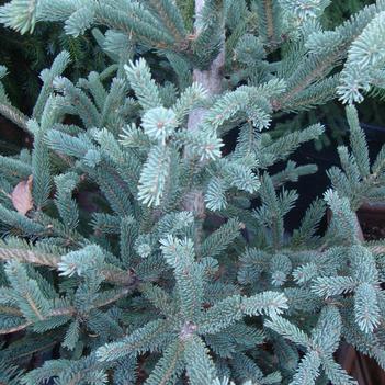 Deer Run Spruce G20