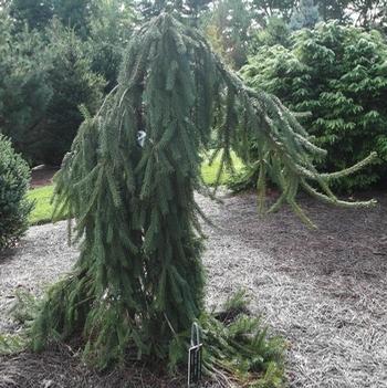 Formanek Spruce G6