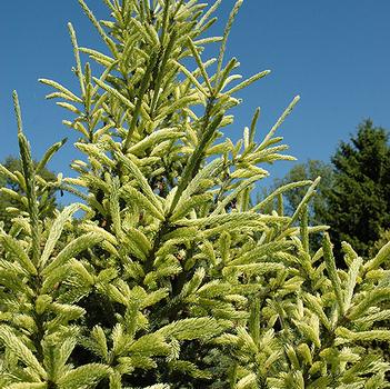 McConnell's Gold Spruce G10