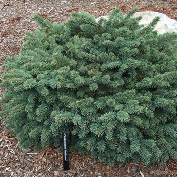 Waldbrunn Spruce G3