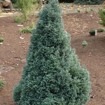 Cypress-Baby Blue Ice - G3
