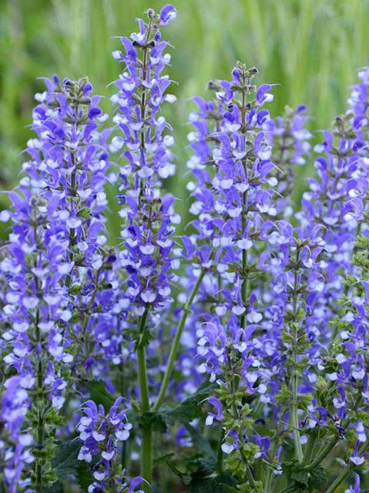 Salvia-Azure Snow - G1