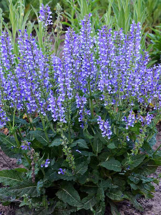 Salvia-Azure Snow - G1