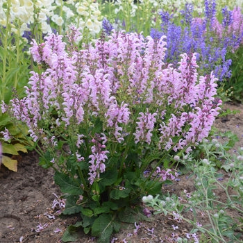 Salvia-Ballerina Pink - G1