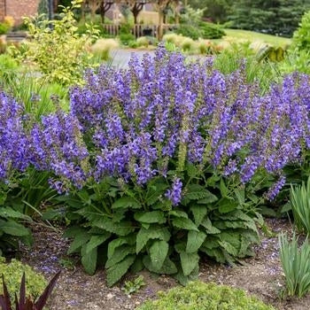 Salvia-Big Sky - G1