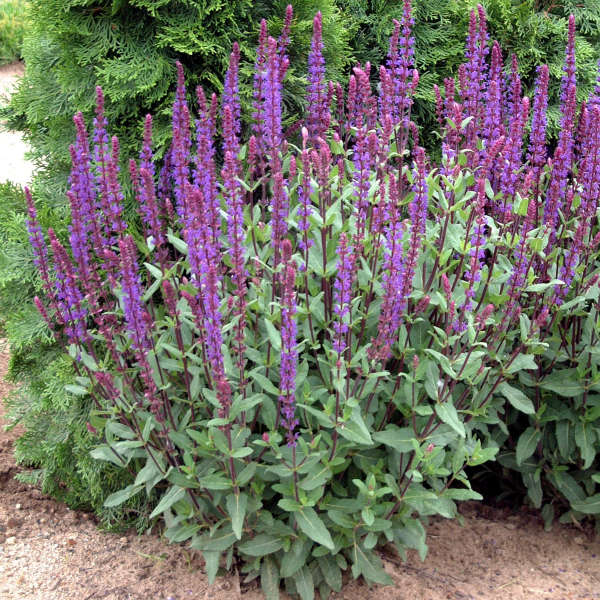 Salvia-Caradonna - G1