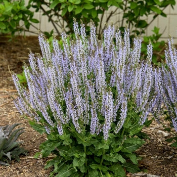 Salvia-Crystal Blue - G1