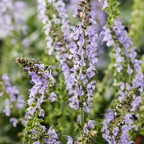 Salvia-Crystal Blue - G1