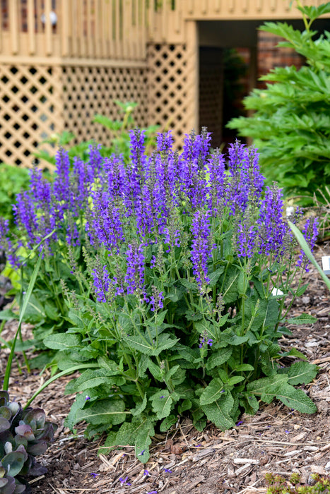 Salvia-Indigo Girl - G1