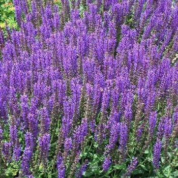 Salvia-Marcus - G1