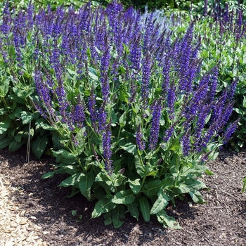 Salvia-May Night - G1