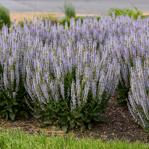 Salvia-Perfect Profusion - G1