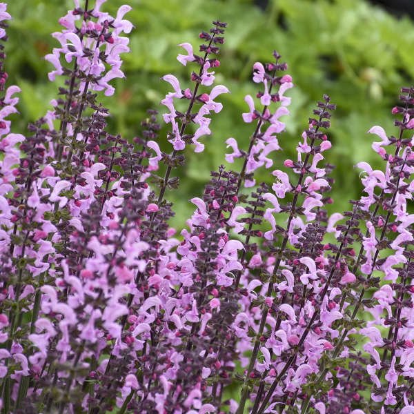 Salvia-Pink Dawn - G1