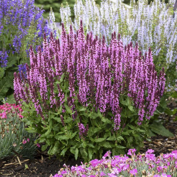 Salvia-Pink Profusion - G1