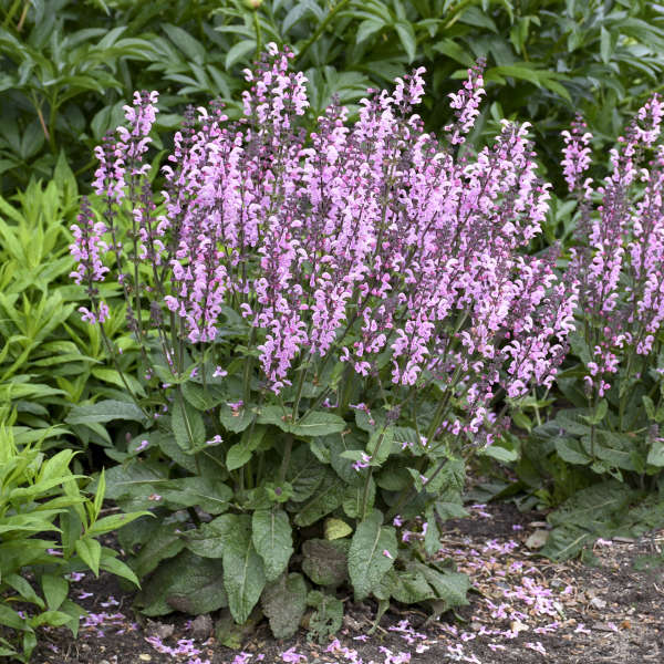 Salvia-Pink Dawn - G1