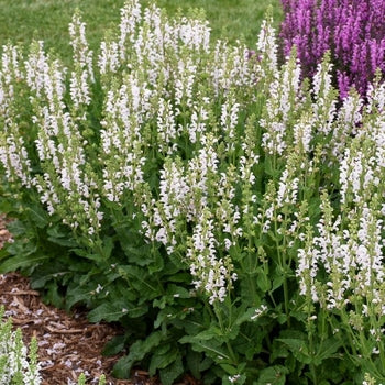 Salvia-Snow Kiss - G1