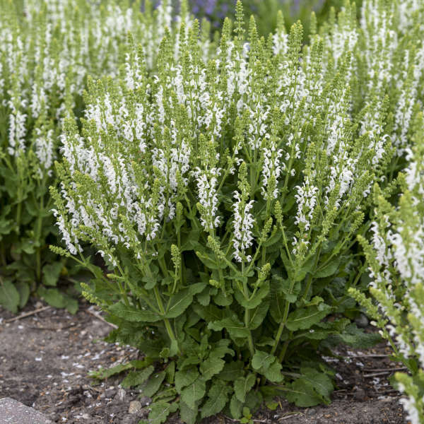 Salvia-White Profusion