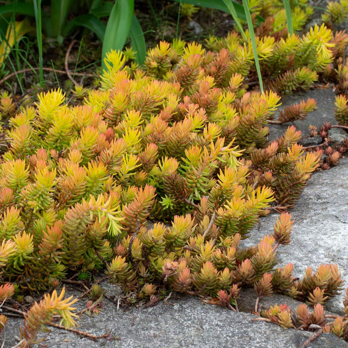 Sedum-Angelina - 4"