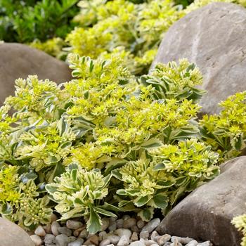 Sedum-Atlantis - G1