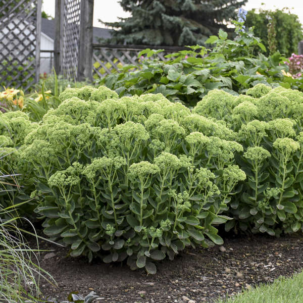 Sedum-Autumn Joy - G1