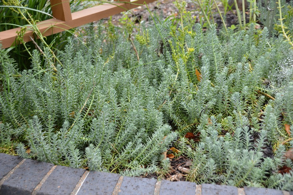 Sedum-Blue Moon - G1