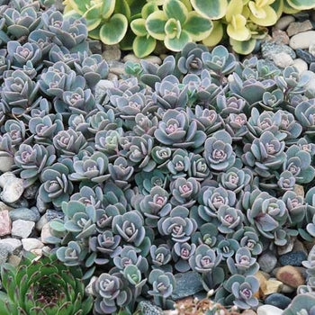 Sedum-Blue Elf - G1