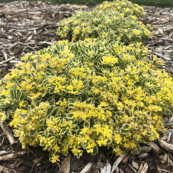 Sedum-Boogie Woogie - G1