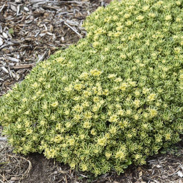 Sedum-Boogie Woogie - G1