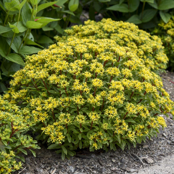 Sedum-Bright Idea - G1