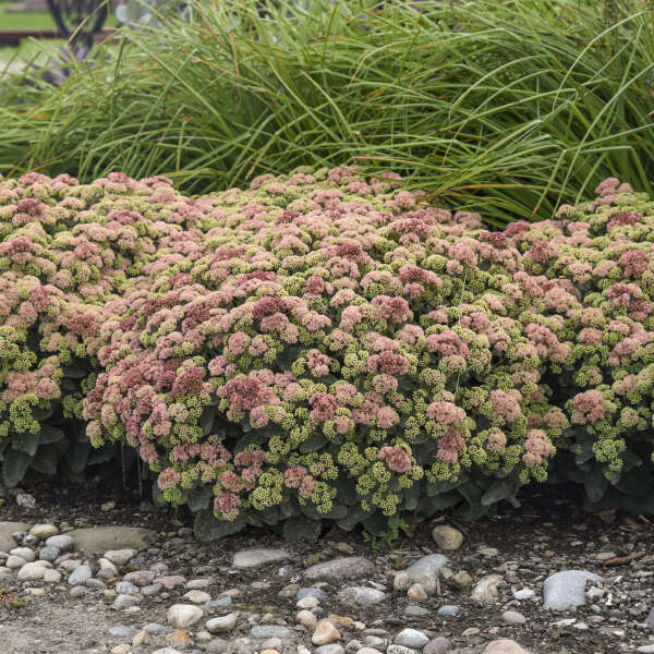 Sedum-Coralijade - G1