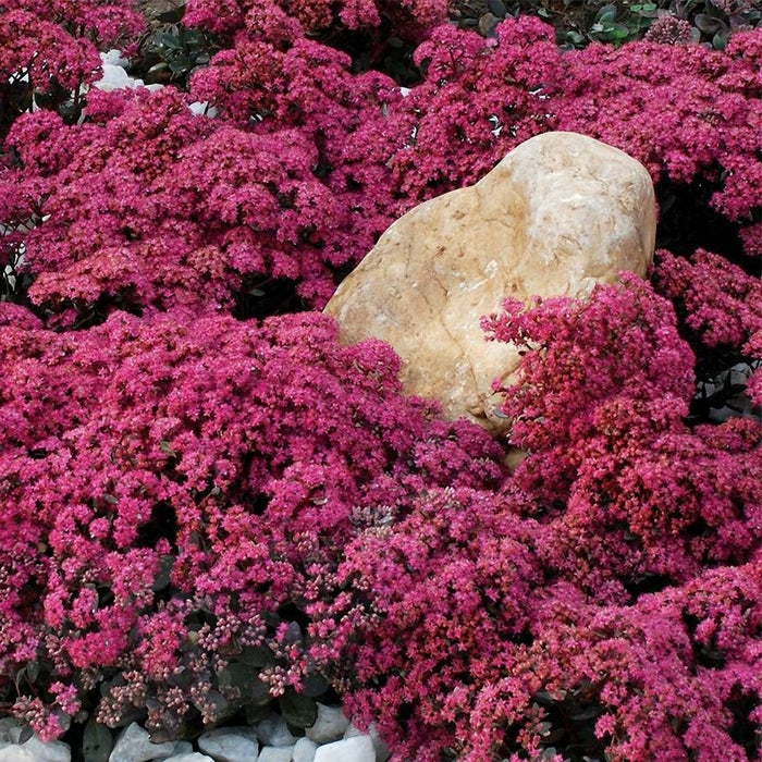 Sedum-Dazzleberry - G1