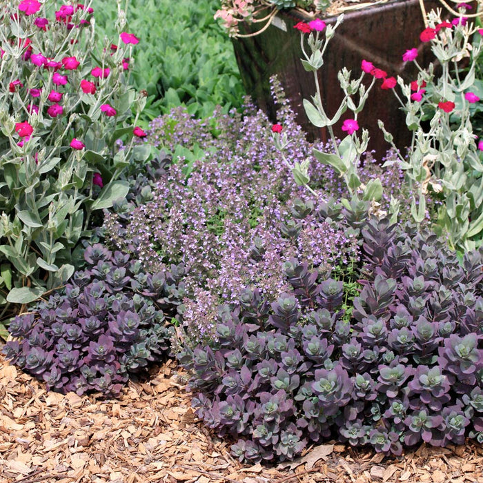 Sedum-Dazzleberry - G1