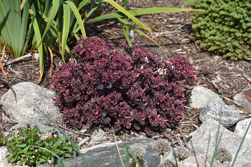 Sedum-Dream Dazzler - G1