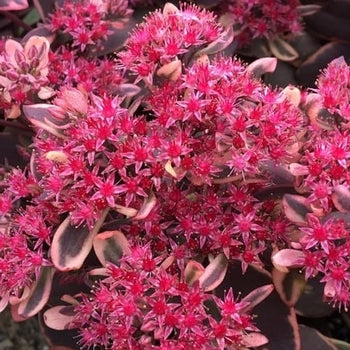 Sedum-Dream Dazzler - G1