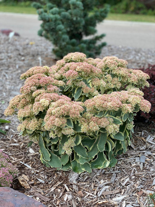 Sedum-Frosted Fire - G1