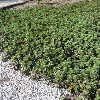 Sedum-Kamtachaticum - 4"