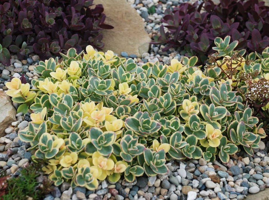 Sedum-Lime Twister - 4.5"