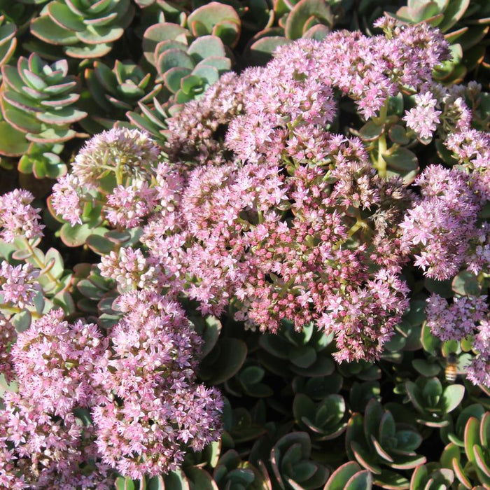 Sedum-Lime Zinger - G1