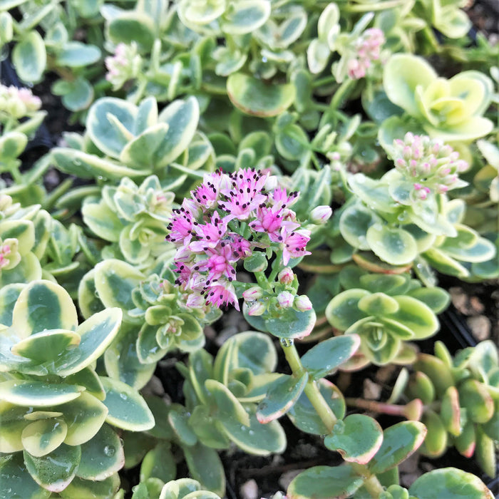 Sedum-Lime Twister - 4.5"