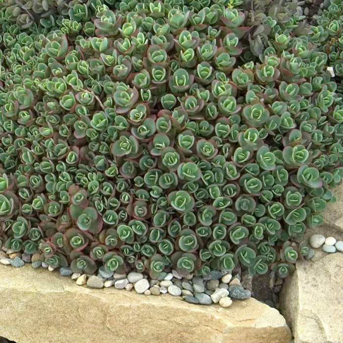 Sedum-Lime Zinger - G1